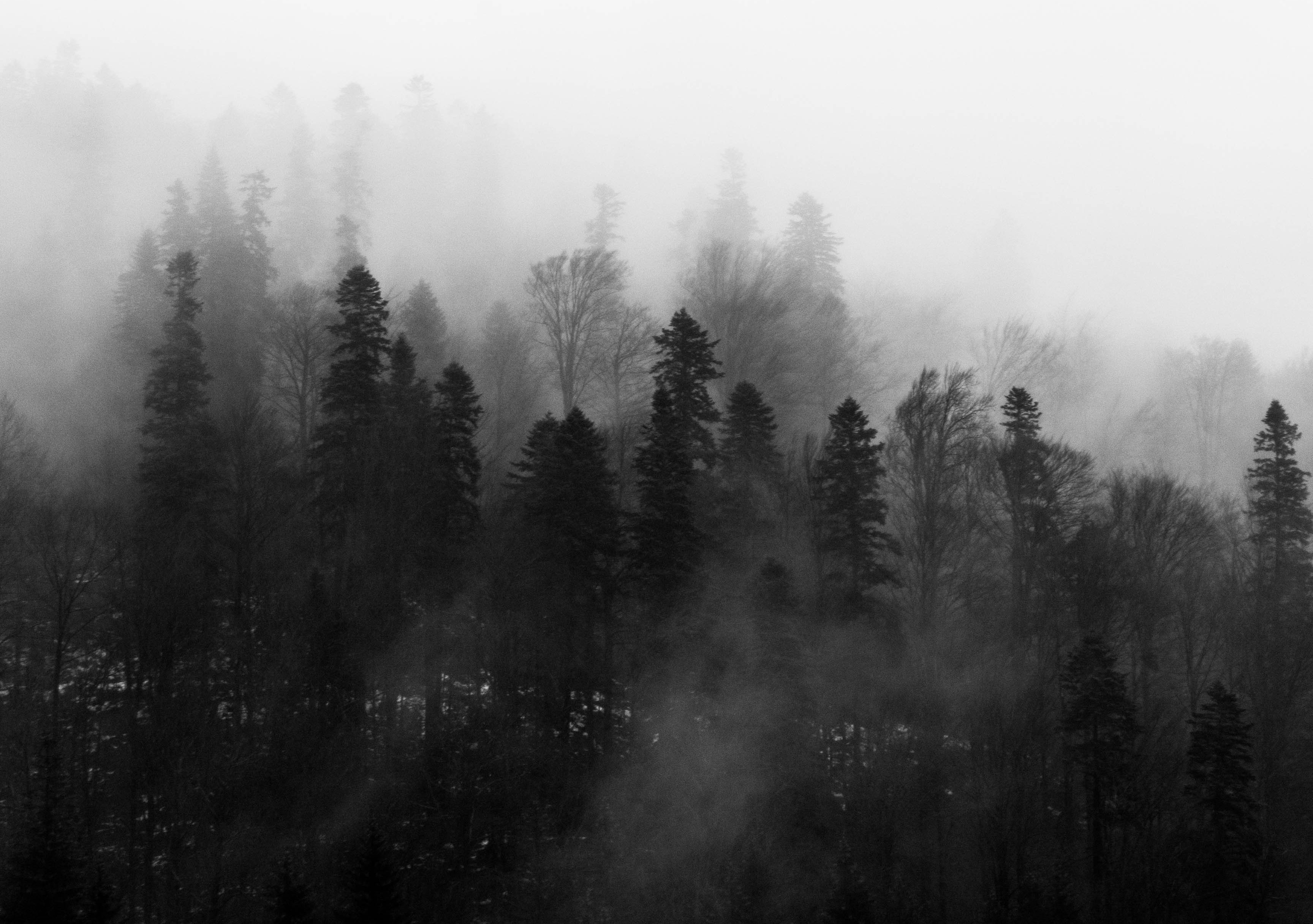 black-and-white-fog-foggy-1061623