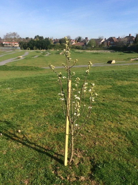 Ellesmere College fruit tree growth 3 (1)
