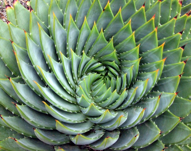 Aloe_polyphylla_spiral