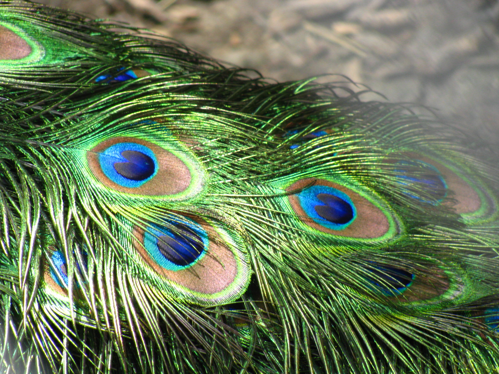 Peacock_feathers_closeup