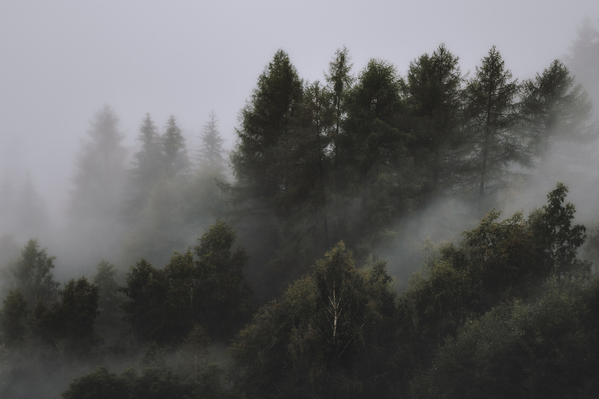photo-of-foggy-forest-1367192