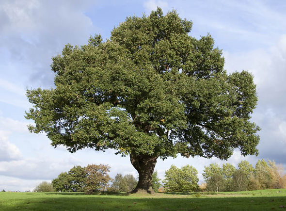 oak-tree-britain-michael-gove-1059715
