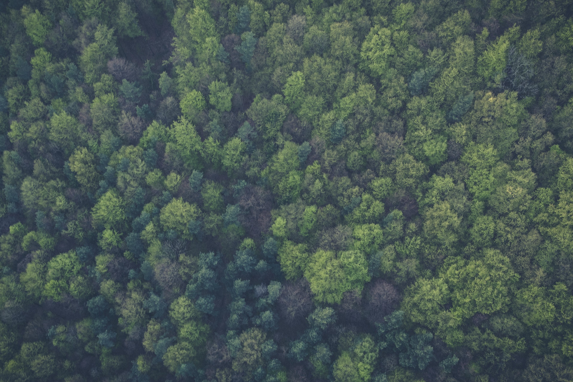 bird-s-eye-view-nature-forest-trees-113338