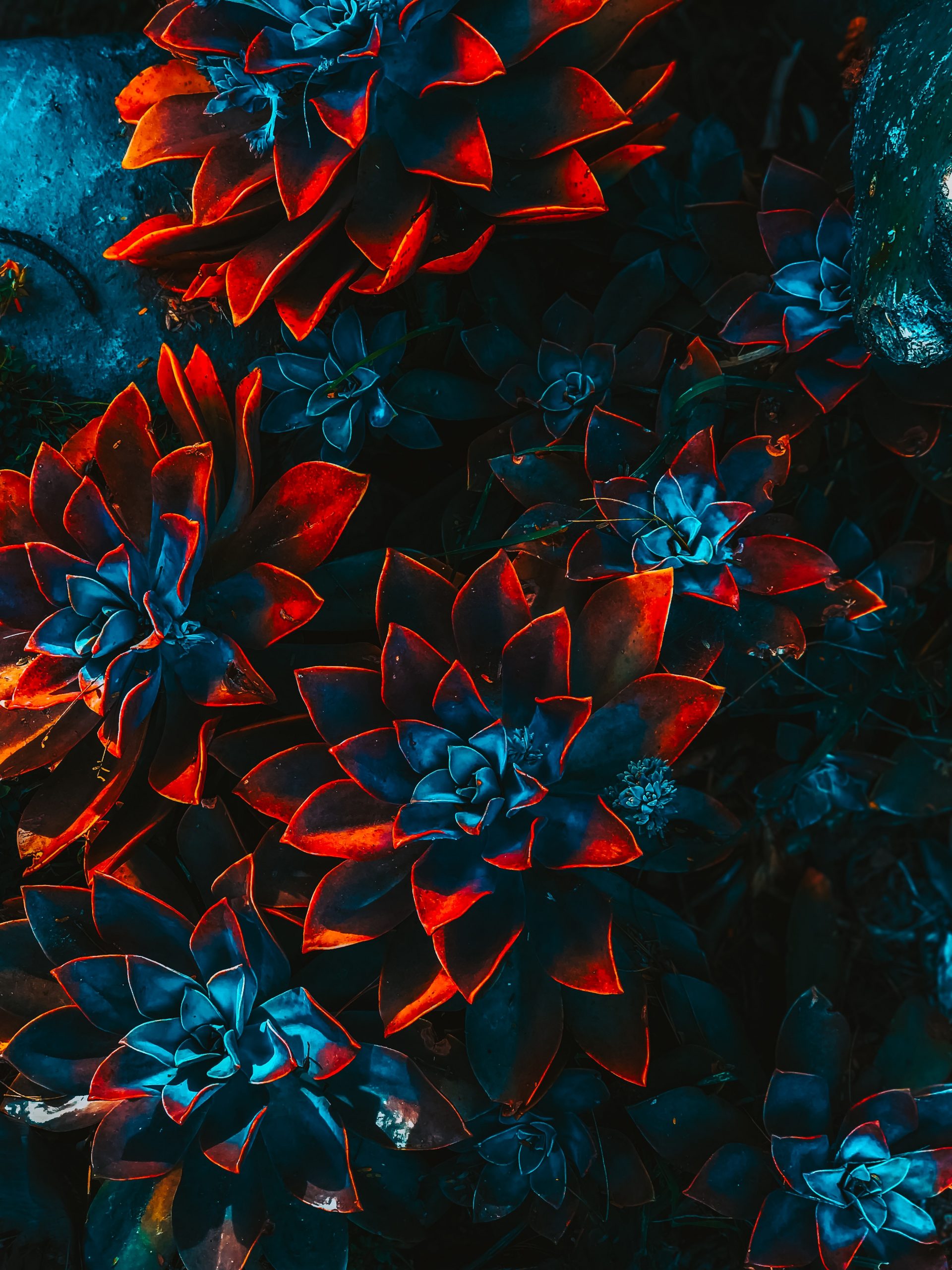 blue-and-red-plants-2505693 (1)