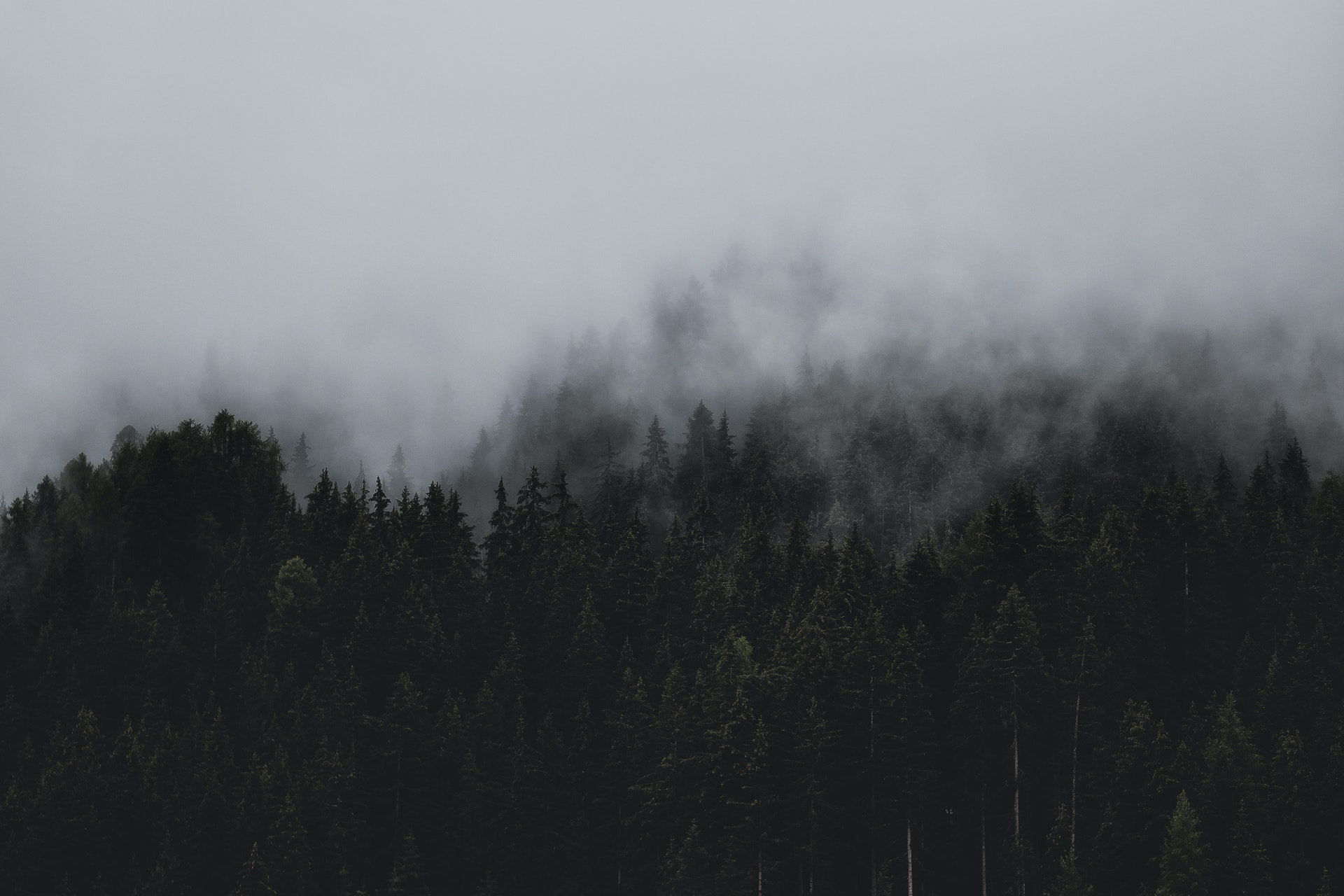 forest-under-clouds-1287075