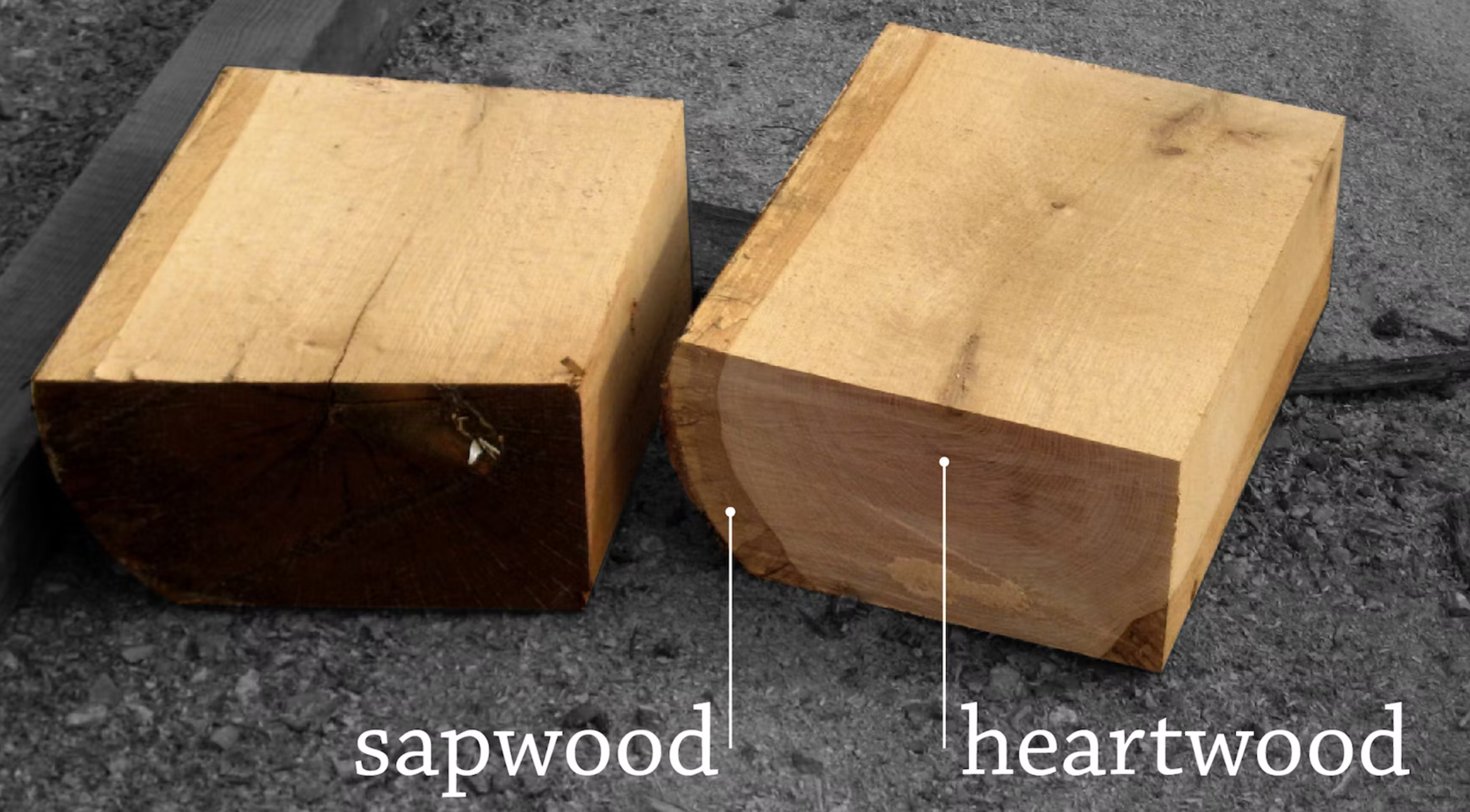 Sapwood and Heartwood