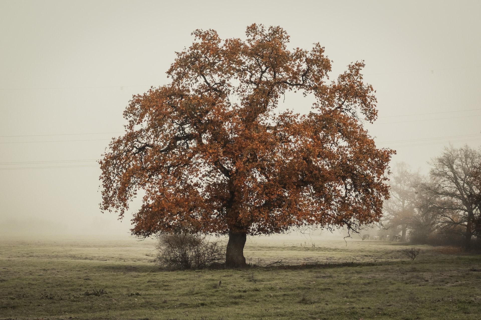 Why is English Oak so rare as wood flooring?