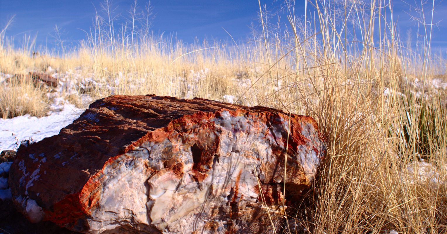 What is Petrified Wood?